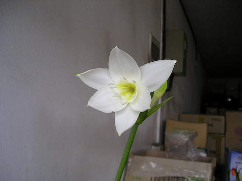 لیلی آمازونی